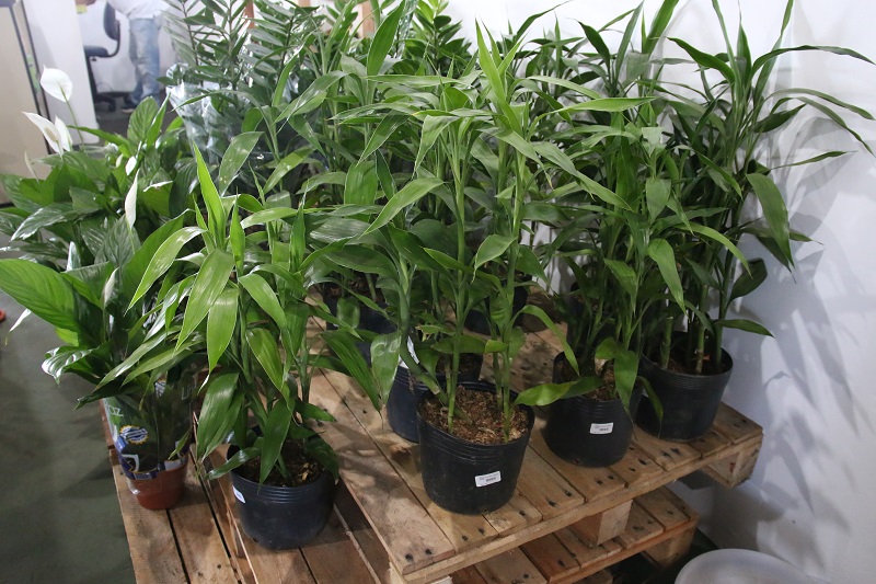 Plantas