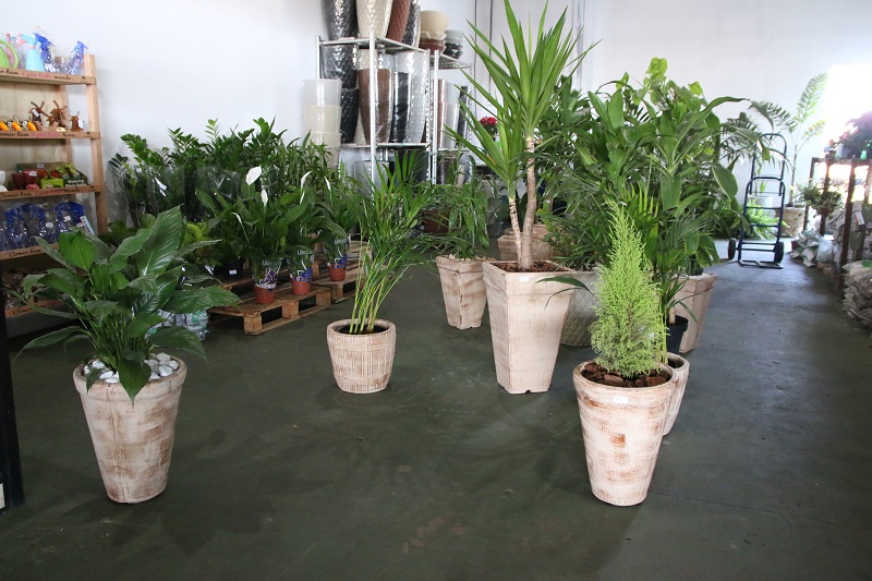 Plantas